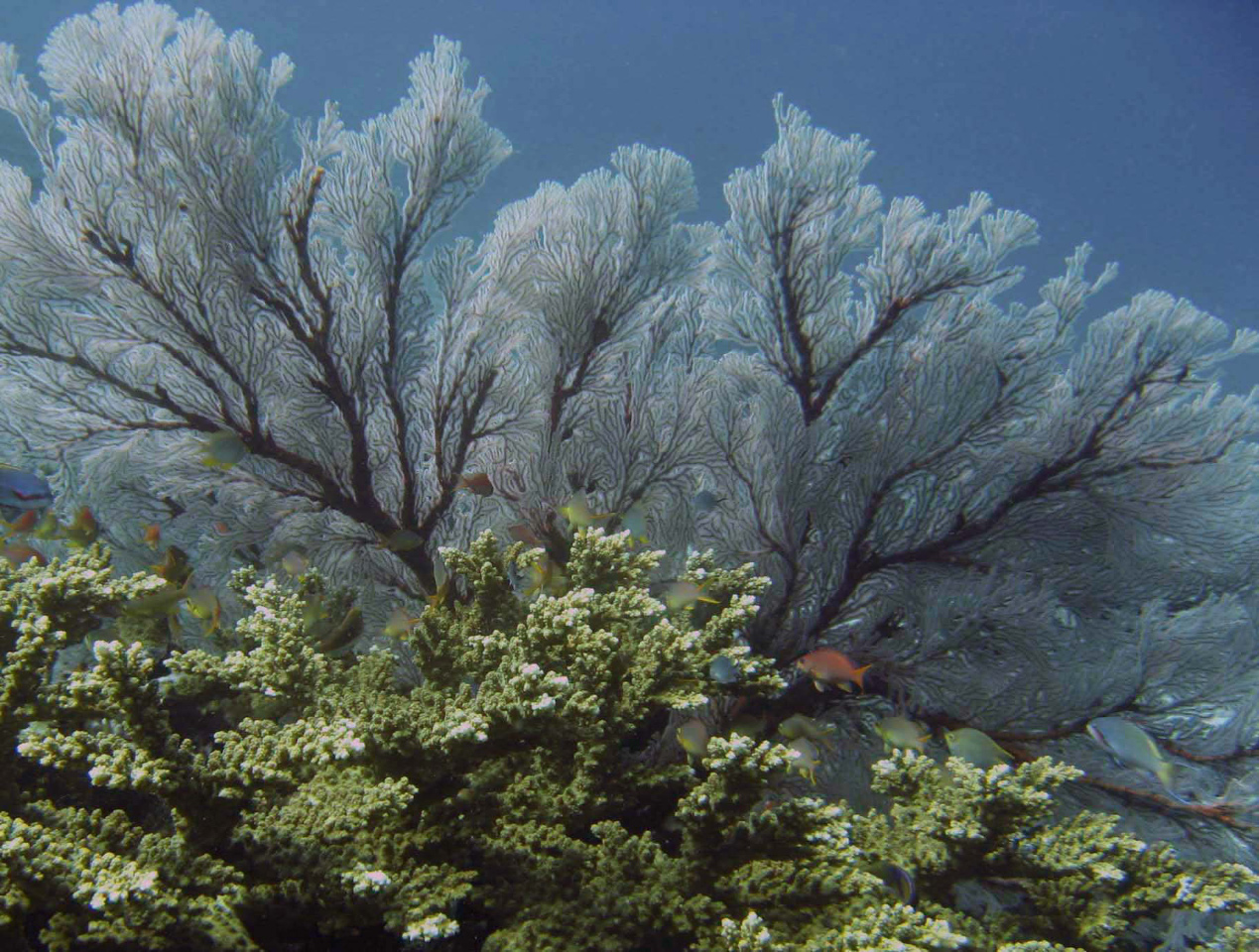 paysage corallien des Moluques (Gorgones géantes de plus de 2m)